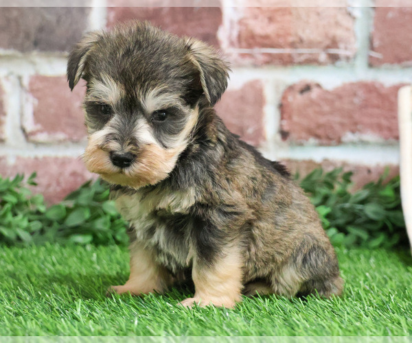 Medium Photo #3 Schnauzer (Miniature) Puppy For Sale in SYRACUSE, IN, USA