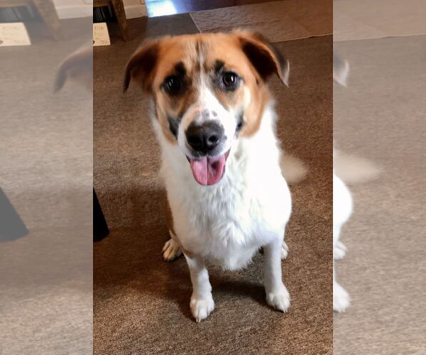 Medium Photo #2 Australian Shepherd-Beagle Mix Puppy For Sale in Sistersville, WV, USA