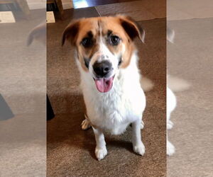 Piper - Female Australian Shepherd-Beagle Mix Dog for Adoption - Photo #2