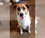 Small #1 Australian Shepherd-Beagle Mix