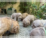 Small #29 Goldendoodle