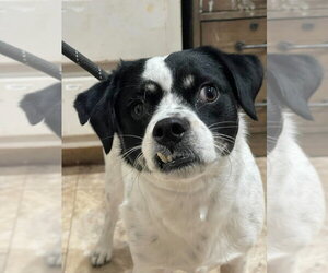 Snaggle - Male Rat Terrier-Unknown Mix Dog for Adoption - Photo #3