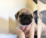 Small Photo #2 Pug Puppy For Sale in MOSELLE, MS, USA