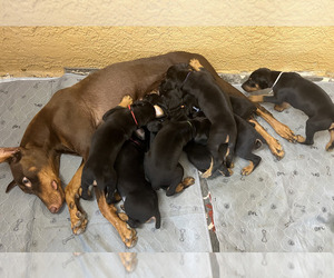 Doberman Pinscher Puppy for sale in CLAIR MEL, FL, USA