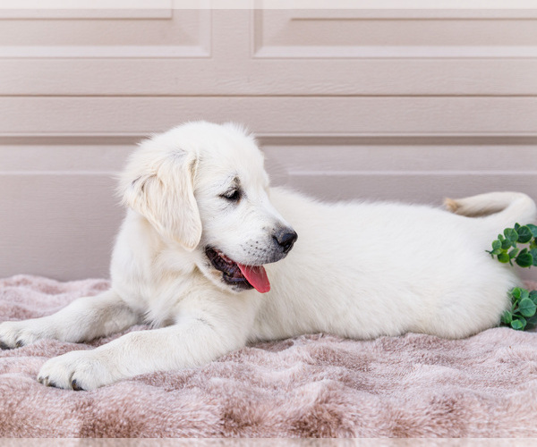 Medium Photo #3 English Cream Golden Retriever Puppy For Sale in WAKARUSA, IN, USA