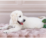Small #2 English Cream Golden Retriever