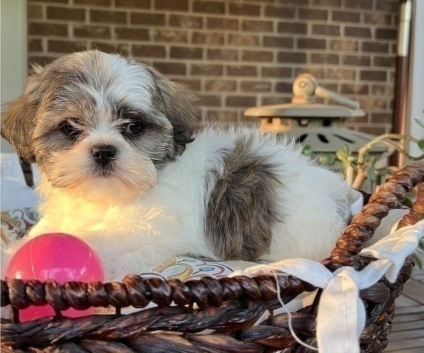 Medium Photo #10 Shih Tzu Puppy For Sale in NOBLESVILLE, IN, USA
