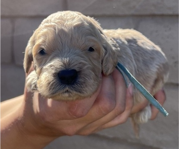 Medium Photo #92 Goldendoodle Puppy For Sale in PHOENIX, AZ, USA