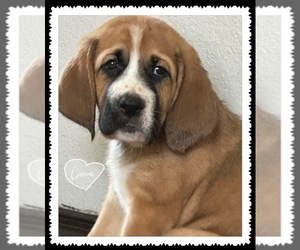 Bloodhound-Great Pyrenees Mix Puppy for sale in STOCKTON, CA, USA