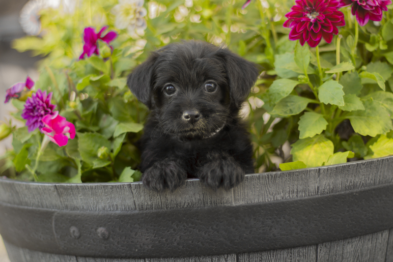 Medium Photo #1 YorkiePoo Puppy For Sale in LIGONIER, PA, USA