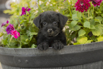 Small Photo #1 YorkiePoo Puppy For Sale in LIGONIER, PA, USA