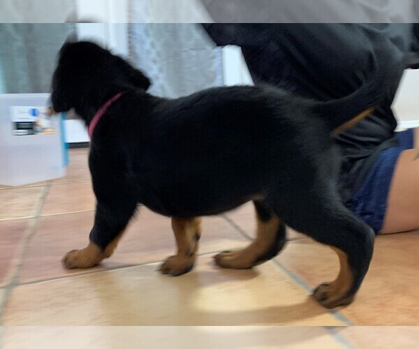 Medium Photo #3 Rottweiler Puppy For Sale in AVONDALE, AZ, USA