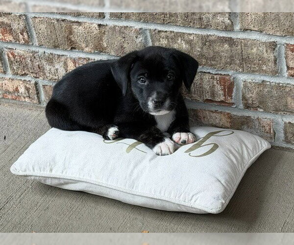 Medium Photo #2 Labrador Retriever-Unknown Mix Puppy For Sale in Bryant, AR, USA