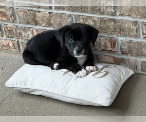 Biscuit - Male Labrador Retriever-Unknown Mix Dog for Adoption - Photo #2