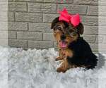 Small #2 Yorkshire Terrier