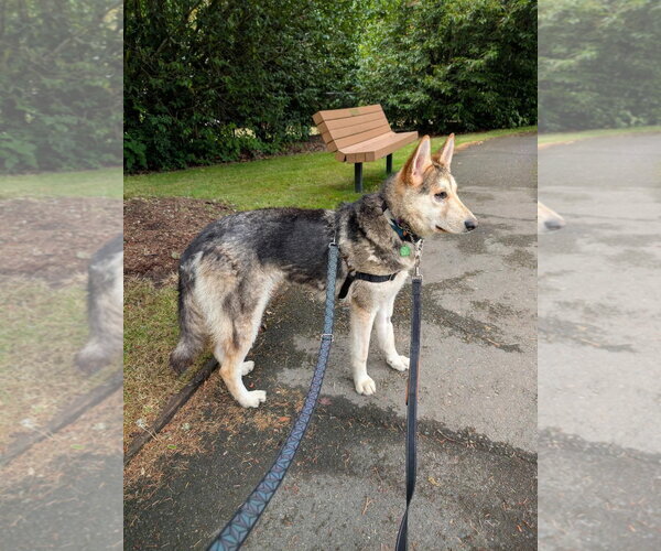 Medium Photo #7 Siberian Husky-Unknown Mix Puppy For Sale in Bellevue, WA, USA