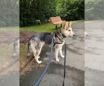 Small #6 Siberian Husky Mix