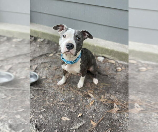 Medium Photo #2 Staffordshire Bull Terrier-Unknown Mix Puppy For Sale in Shermans Dale, PA, USA