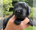 Small Photo #12 Goldendoodle Puppy For Sale in FERGUSON, NC, USA