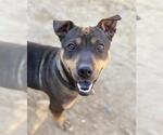 Small #1 Chihuahua-Chinese Shar-Pei Mix