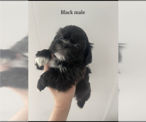 Shih Tzu Puppy for sale in KALISPELL, MT, USA