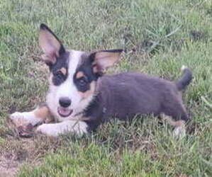 Pembroke Welsh Corgi Puppy for sale in MILTON, WI, USA