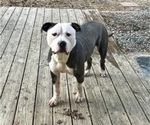 Small Photo #1 American Bully Puppy For Sale in HENRICO, VA, USA