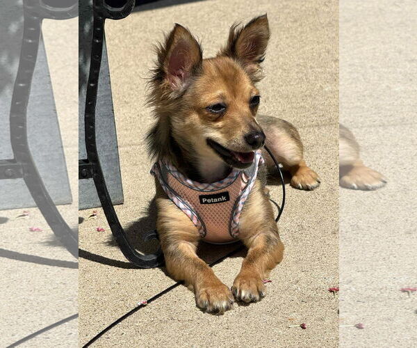 Medium Photo #5 Chihuahua-Unknown Mix Puppy For Sale in Westmont, IL, USA