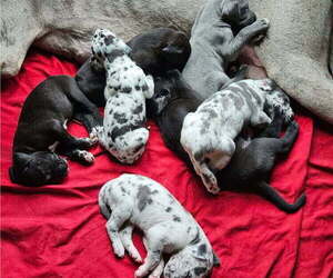 Great Dane Litter for sale in DUSHORE, PA, USA