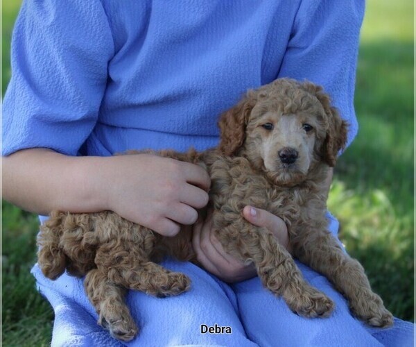 Medium Photo #1 Poodle (Miniature) Puppy For Sale in NAPPANEE, IN, USA