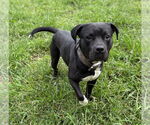 Small #3 American Pit Bull Terrier Mix