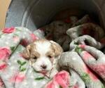 Small #1 Cavachon-Shih Tzu Mix