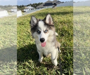 Pomsky Puppy for sale in HAINES CITY, FL, USA
