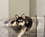 Small #4 Siberian Husky