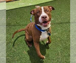 American Pit Bull Terrier-Unknown Mix Dogs for adoption in Las Vegas, NV, USA