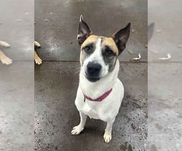 Medium Photo #8 Siberian Husky-Unknown Mix Puppy For Sale in Evansville, IN, USA