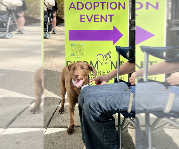 Medium Photo #4 Lab-Pointer Puppy For Sale in Mooresville, NC, USA