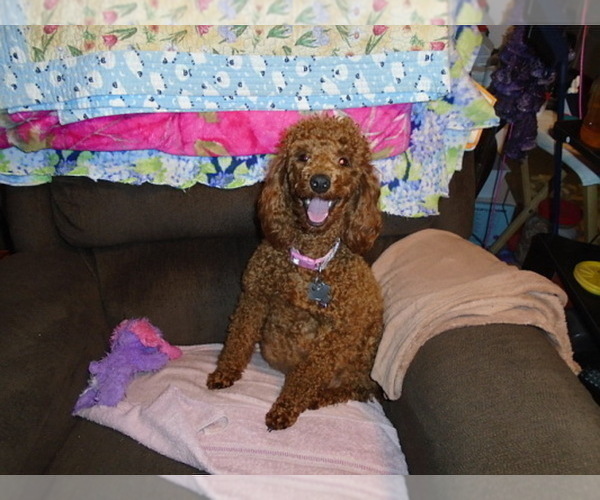 Medium Photo #1 Poodle (Miniature) Puppy For Sale in CLATSKANIE, OR, USA