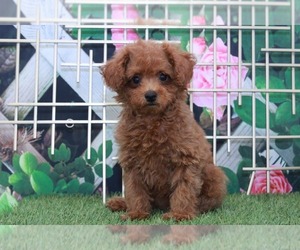 Poodle (Miniature) Puppy for sale in MARIETTA, GA, USA