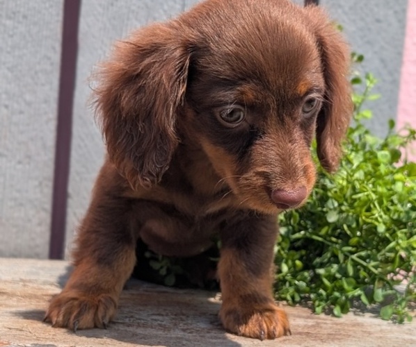 Medium Photo #8 Dachshund Puppy For Sale in GOSHEN, IN, USA