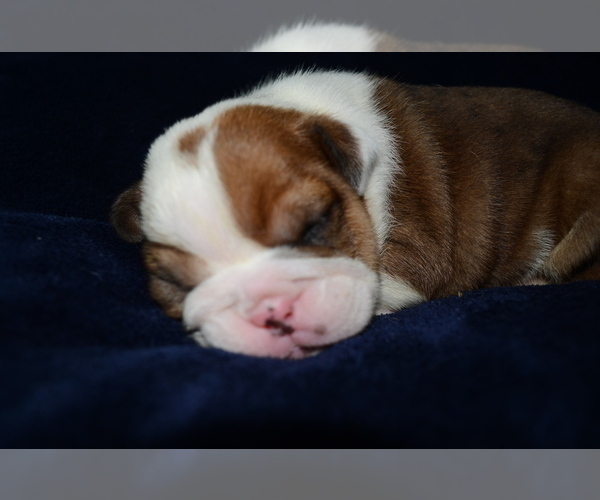 Medium Photo #5 Bulldog Puppy For Sale in HAMPTON, TN, USA