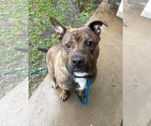 Leroy - Male American Pit Bull Terrier-Eurasier Mix Dog for Adoption - Photo #2