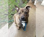Small Photo #2 American Pit Bull Terrier-Eurasier Mix Puppy For Sale in Front Royal, VA, USA