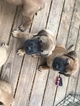 Small Photo #14 Mastiff Puppy For Sale in COPPERAS COVE, TX, USA