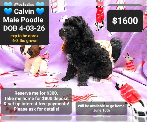 Medium Photo #1 Poodle (Toy) Puppy For Sale in TUCSON, AZ, USA