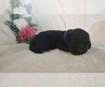 Small Photo #9 Mini Whoodle (Wheaten Terrier/Miniature Poodle) Puppy For Sale in PEORIA, IL, USA