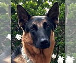 Small #16 German Shepherd Dog Mix