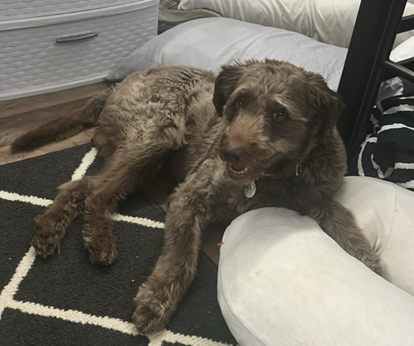 Medium Photo #1 Aussiedoodle Miniature -Poodle (Standard) Mix Puppy For Sale in COLLINSVILLE, MS, USA