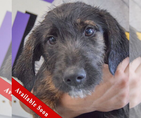 Medium Photo #1 Beagle-Unknown Mix Puppy For Sale in Huntley, IL, USA