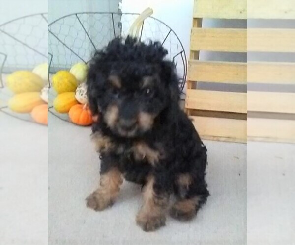 Medium Photo #1 Cavapoo-Poodle (Miniature) Mix Puppy For Sale in FREDERICKSBG, OH, USA